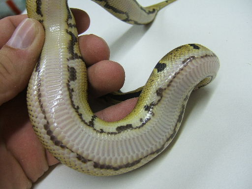 Brazos Ball (belly shot)