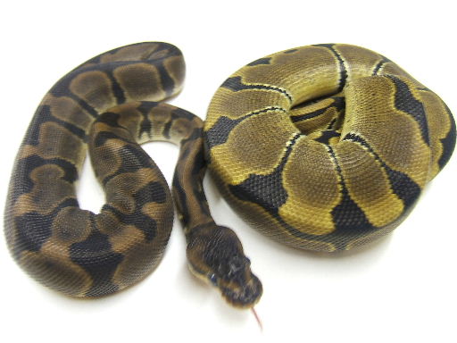bangel reduced pattern