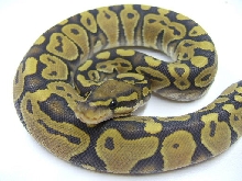 Ghost male