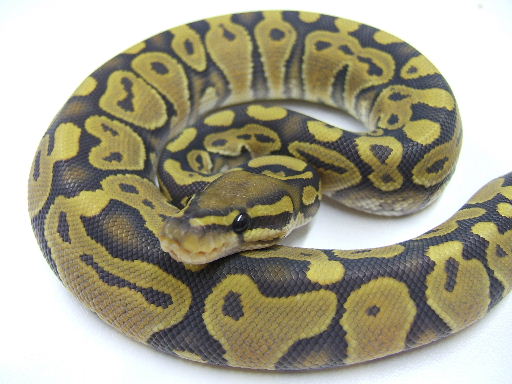 Ghost male