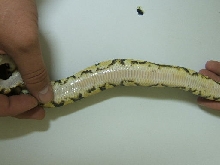 Name the Morph.