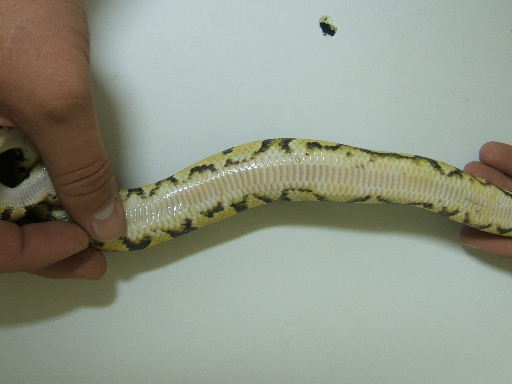 Name the Morph.