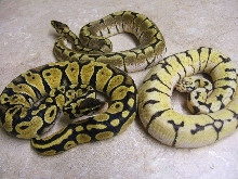 group pic