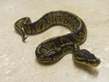 sterling line cinnamon
