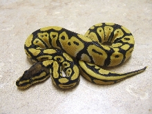 african pastel