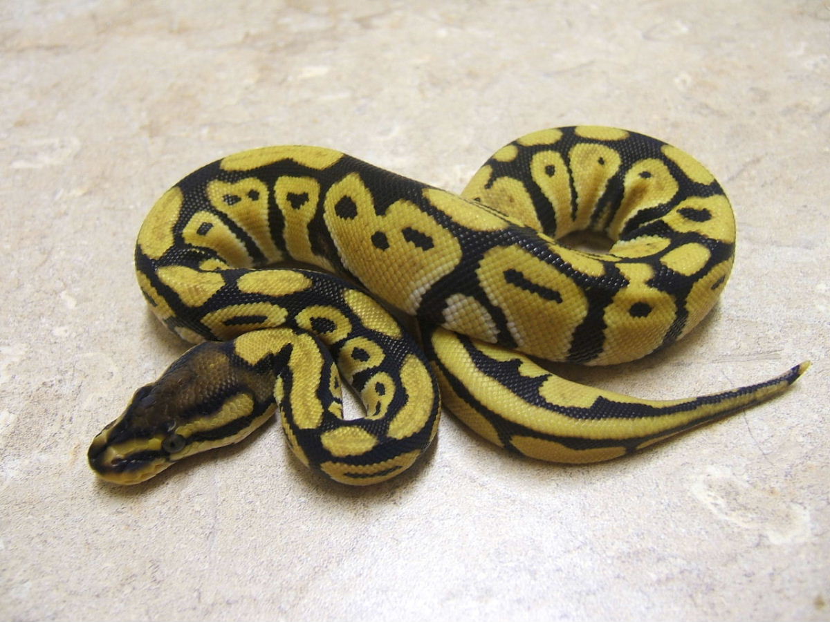 african pastel