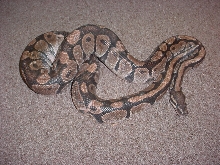 Peachy ball python