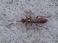 Does anyone know what this is?