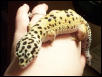 Fattie