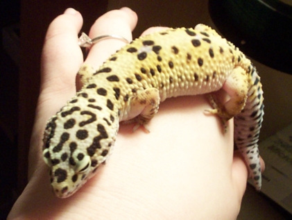 Fattie