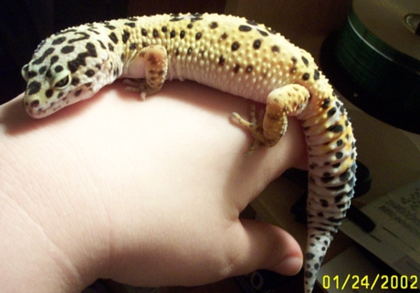 Full Length