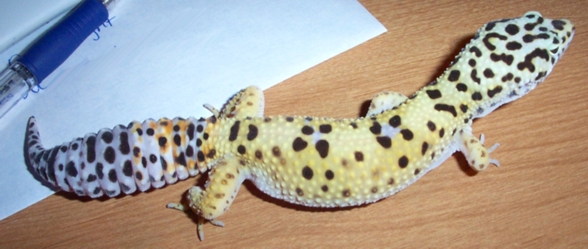 Xata