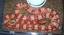 Large Female Corn
