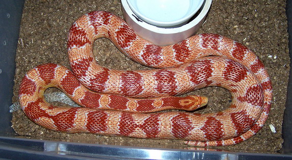 Large Female Corn