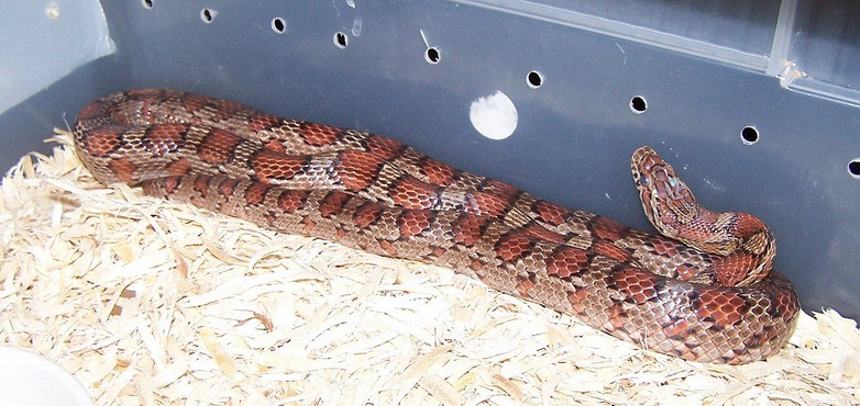 Male Corn