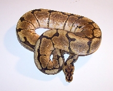 Spider Male