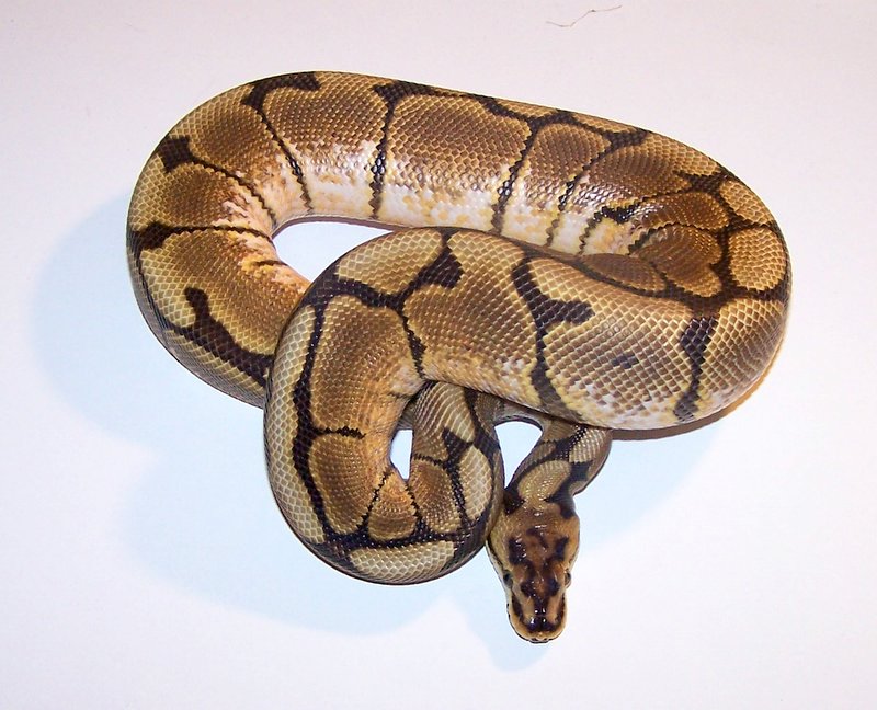 Spider Male