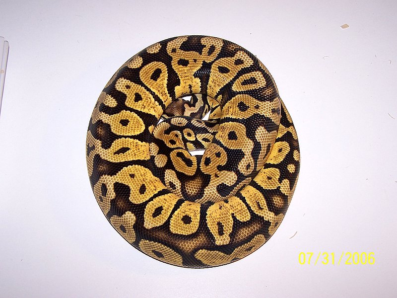 Female Pastel