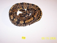 Normal Female #2