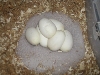 eggs prior to incubation