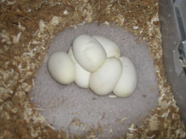 eggs prior to incubation