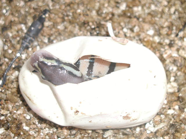 Pastel in egg 2