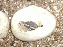 Pastel in egg