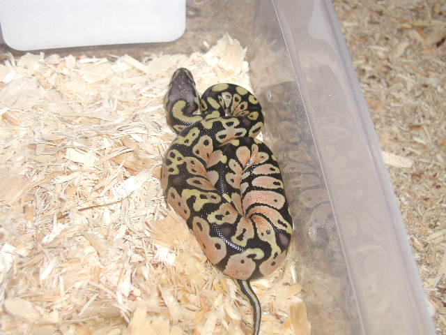 Pastel out of egg
