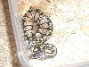 Pastel out of egg