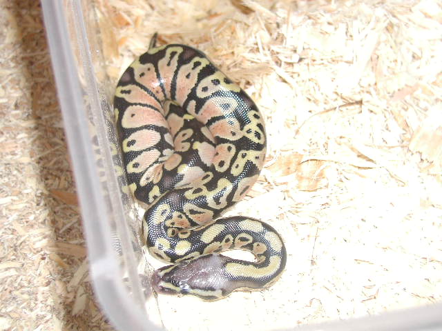Pastel out of egg