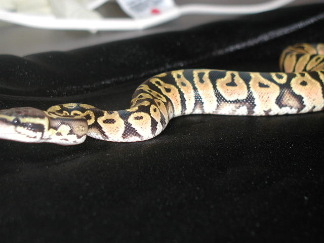 Male Pastel "05"