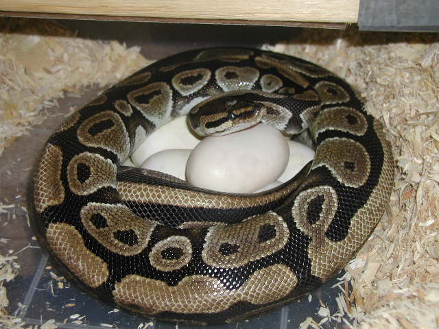 Striped Female on Eggs