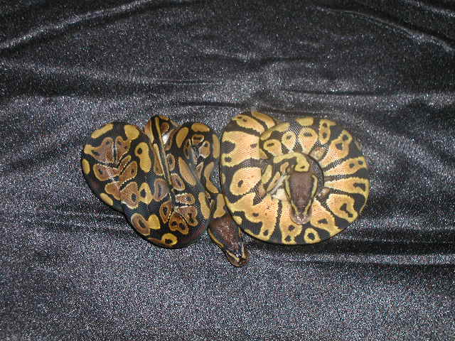 Normal Ball with Pastel Male