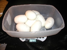 Large Ball Python Clutch