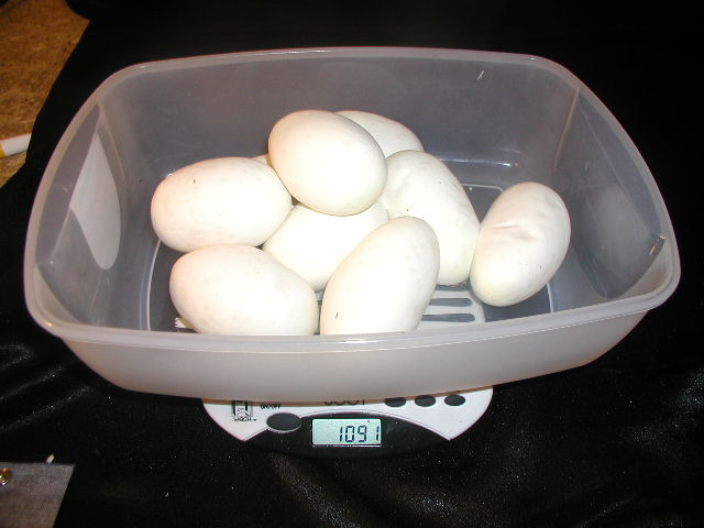 Large Ball Python Clutch