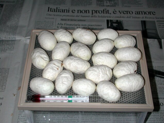 Biak eggs