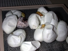 Sorong's clutch hatching