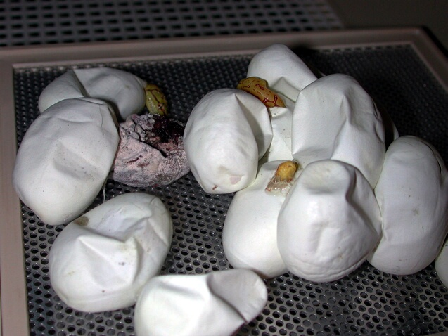 Sorong's clutch hatching