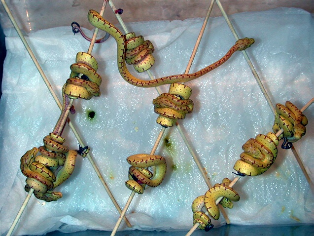 Sorong hatchlings