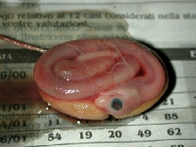 Embryo dead at 35 days incubation