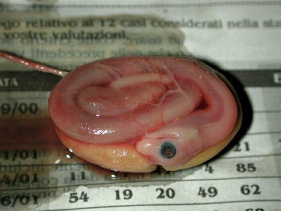 Embryo dead at 35 days incubation