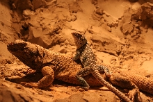 Collared with his chuck buddy