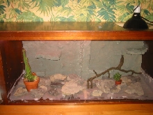 Leopard Gecko Setup