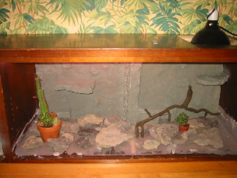 Leopard Gecko Setup