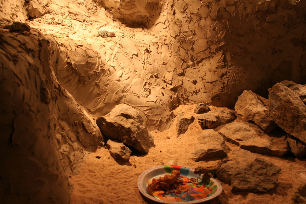 collards and geckos