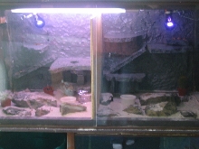 Male leopard gecko cage