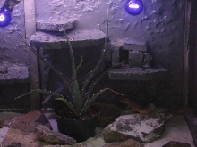 Right side of my female leopard cage