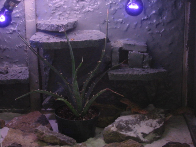 Right side of my female leopard cage