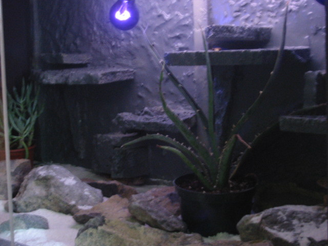 Left side of female gecko cage