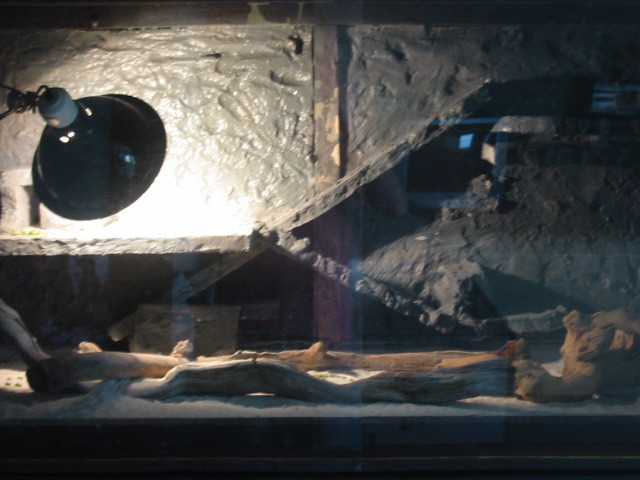 Uromastic cage